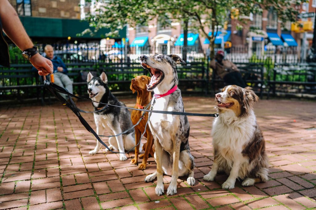 Photo by <a href="https://unsplash.com/@mnelson?utm_source=unsplash&utm_medium=referral&utm_content=creditCopyText">Matt Nelson</a> on <a href="https://unsplash.com/s/photos/pet-sitter?utm_source=unsplash&utm_medium=referral&utm_content=creditCopyText">Unsplash</a>   